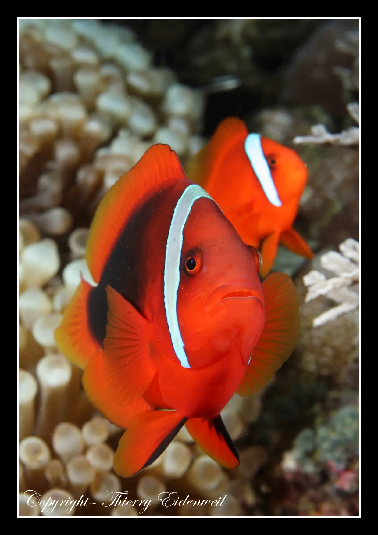 Anilao Macro Dive Media Highlight